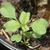 Amaranthus blitum L.