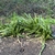 Clumps of strap-like green leaves