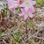 Pink trumpet-shaped flowers on a single stem