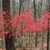 Shrub with bright scarlet foliage.