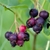 Clusters of fruits, some red, some turning purple-black.