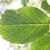 Leaf with pinnate venation. Margin dentate on distal half.