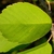 Leaf with pinnate venation. Margin dentate on distal half.
