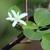 Young, broadly ovate leaves and a single, 5-petaled white flower