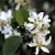 A cluster of white flowers & ovate leaves dentate on upper half.