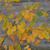 Amelanchier canadensis 