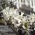 Amelanchier canadensis