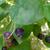 Amelanchier canadensis 