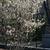 Amelanchier canadensis