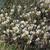 Amelanchier arborea flowers far away