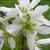 Close up of flower