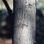 Bark