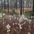 Native habitat