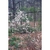 Form in bloom