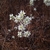 Clusters of white flowers