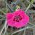 ‘American PieTM Bumbleberry Pie’