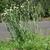 Upright form, often found along roadsides.