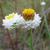 Flower close up