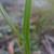 Winged stem