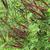 Amorpha fruticosa 