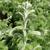 Amorpha canescens