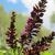 Amorpha fruiticosa