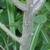 Amorpha fruiticosa