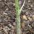 Amorphophallus kiusianus