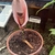potted plant with small pink spathe and spadix. No leaves.