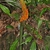 Erect spadix with orange berries maturing along its length.