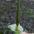 Amorphophallus kiusianus