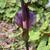flower, spring, Davidson County, NC