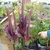 Growing a a pot with maroon leaves and flowers