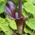 flower, spring, Davidson County, NC