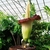 large potted plant. Funnel like spathe around a large spadix
