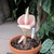 potted plant with small pink spathe and spadix. No leaves.