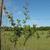Ampelopsis arborea