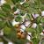 Ampelopsis arborea