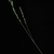 Stem and spikelets (Woodbine, NJ)-Early Fall