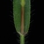Leaf and sheath with hairs (Woodbine, NJ)-Early Fall