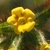 Yellow trumpet-shaped flower with orange markings