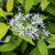 Amsonia tabernaemontana