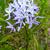 Close up of flower