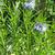 Amsonia hubrichtii