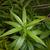 Amsonia tabernaemontana