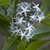 Photo of Amsonia tabernaemontana