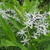Amsonia tabernaemontana
