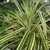 grayish-green leaves with marginal yellowish-white stripes