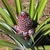 Terminal spike of flowers; vegetative shoots at the base & apex