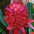 bright pink bracteate spike of purple flowers.